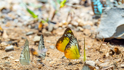 Fototapeta na wymiar Beautiful on Butterfly with blur background and group of butterflies on surface ground. Insect world Bankrang camp, Phetchaburi province, Thailand National Park.