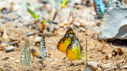 Beautiful on Butterfly with blur background and group of butterflies on surface ground. Insect world Bankrang camp, Phetchaburi province, Thailand National Park.