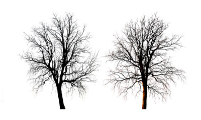 silhouettes bare tree isolated on white background