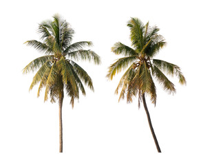 Obraz premium Coconut trees isolated white background