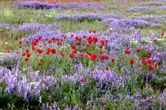 Fodder Vetch, Cornflower, Red Poppies - Field Of Flowers