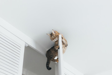 The cat is stuck and sits on the door of the closet near the ceiling of the house on a white background