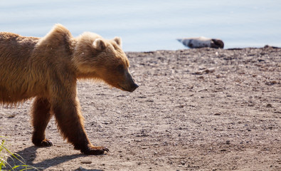 Bear in Alaska