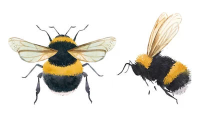 Foto op Plexiglas Watercolor bumblebee illustrations © zenina