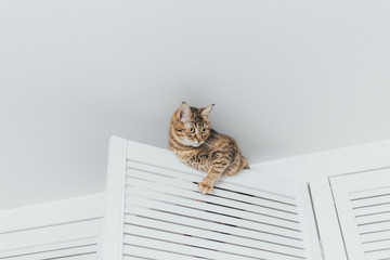 The cat is stuck and sits on the door of the closet near the ceiling of the house on a white background