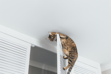 Close-up cat hanging on the door of the closet near the ceiling of the house on a white background