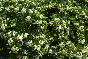 Japanese pittosporum blossoms