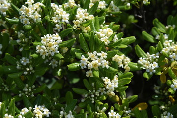 Japanese pittosporum blossoms