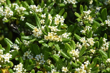 Japanese pittosporum blossoms