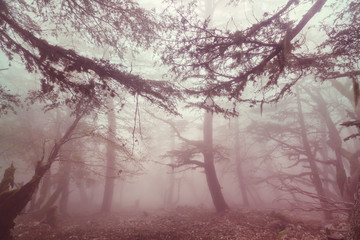 Fog in the forest