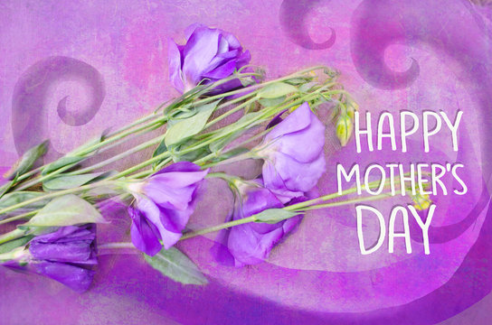 Violet austoma on a violet background. Flower grunge background.Greeting Card Mother's Day,