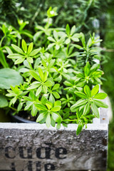 Potted Sweet Woodruff, Galium odoratum in crate