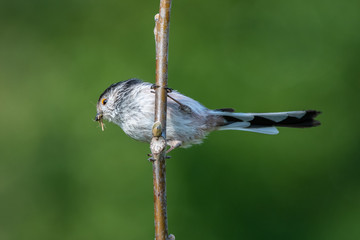 Long-tailed tit (Aegithalos caudatus) with insects in its bill.