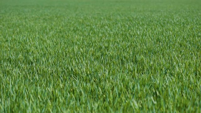 Green field of young wheat. Spring coming to land. Young green wheat growing in soil. Green sprouts of wheat in field. Wheat seedlings growing in meadow.