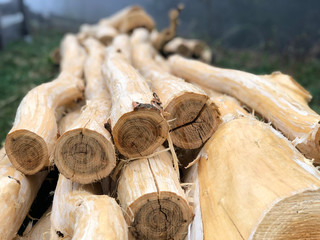 Drzewo bez kory 2 © grzechu1999