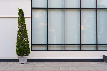 Beige wall with green plant in pot