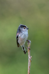 Long tailed tit (Aegithalos caudatus)