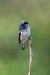 Long tailed tit (Aegithalos caudatus)