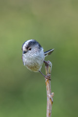 Long tailed tit (Aegithalos caudatus)