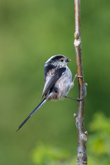 Long-tailed tit (Aegithalos caudatus) with insects in its bill.
