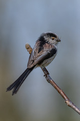 Long-tailed tit (Aegithalos caudatus) with insects in its bill.