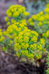 Wood spurge (Euphorbia amygdaloides) plant in close up