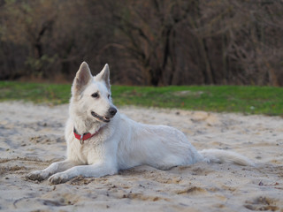 Dog White Swiss Shepherd playing at the nature