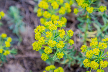 Wood spurge (Euphorbia amygdaloides) plant in close up