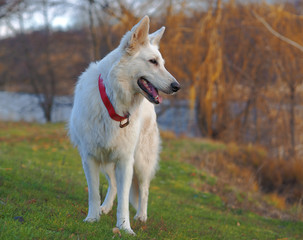 Dog White Swiss Shepherd playing at the nature