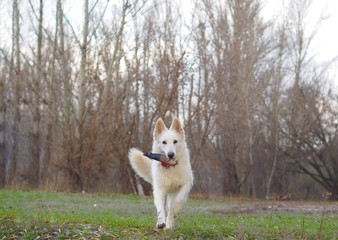 Dog White Swiss Shepherd playing at the nature