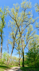 Obraz premium Spring forest