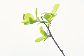 close up of green blooming leaves on tree branch in spring isolated on white