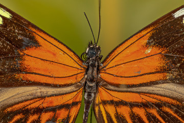 papillon Heliconius melpomene malleti