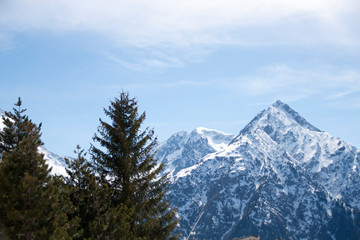 two trees in front of a snowed peak in a winter day