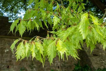 CARDIFF, UK - APRIL 27 : Fern-leaved Beech tree growing at St Fagans National Museum of History in Cardiff on April 27, 2019