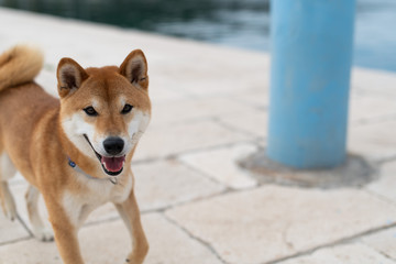 Japanese Shiba Inu pure breed  dog