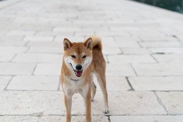 Japanese Shiba Inu pure breed  dog