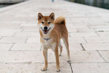 Japanese Shiba Inu pure breed  dog