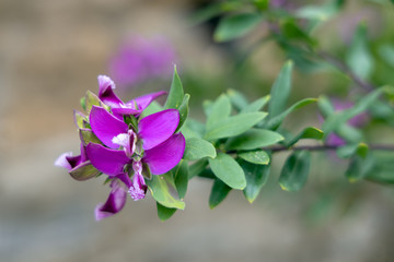Polygala Myrtifolia or the myrtle-leaf milkwort flowering in Monterosso Liguria Italy