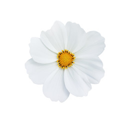 Top view nature bright white cosmos bipinnatus flowers  or mexican aster with yellow pollen patterns blooming isolated on white background with clipping path