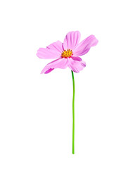 Nature colorful pink cosmos bipinnatus flowers  or mexican aster with yellow pollen patterns blooming and green stem isolated on white background with clipping path