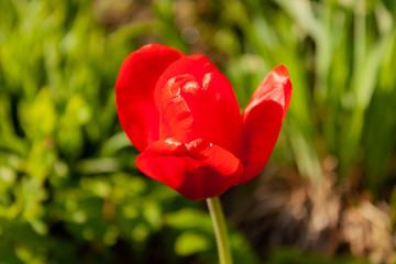 Red tulip in the garden backlit by the bright sun against the background of green grass.