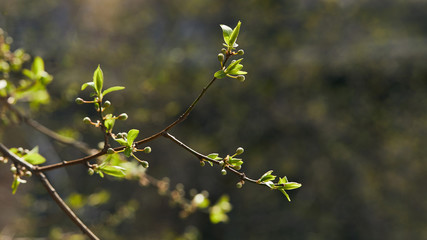 selective focus of tree branches with blooming green leaves in sunshine