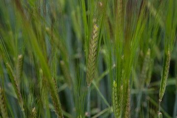 Golden wheat field and sunny spring day