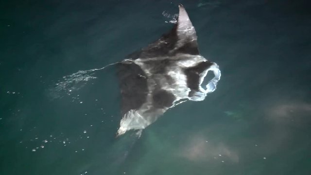 Manta Rochen beim tauchen