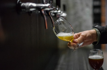 bartender hand at beer tap pouring a draught beer in glass serving in a restaurant or pub
