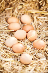 Ten fresh brown hens eggs scattered on straw