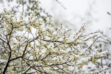 Sudden snowfall covering cherry tree blossoms with snow and ice in springtime in May, Northern Europe. Climate change concept.
