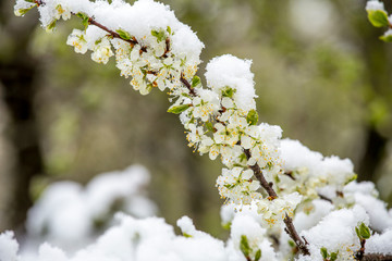 Sudden snowfall covering cherry tree blossoms with snow and ice in springtime in May, Northern Europe. Climate change concept.