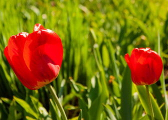 Red tulips in the garden backlit by the bright sun against the background of green grass.